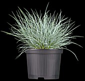 Festuca glauca 'Blue Star'