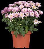Chrysanthemum indicum 'Garden Mums