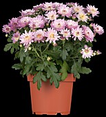 Chrysanthemum indicum 'Garden Mums'