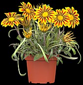 Gazania rigens