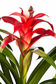 Bromeliad