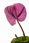 Anthurium x andreanum 'Turenza'