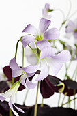 Oxalis triangularis