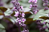 Ocimum kilimandscharicum 'African Blue'