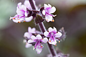 Ocimum kilimandscharicum 'African Blue'