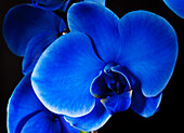 Phalaenopsis, blue