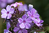 Phlox paniculata 'Blue Paradise'