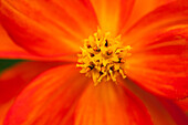 Cosmos sulphureus Diablo