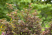 Acer palmatum 'Jerre Schwartz'