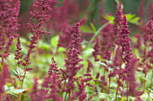 Astilbe x arendsii 'Fanal