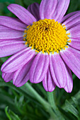 Argyranthemum frutescens, pink