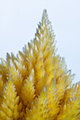 Celosia argentea var. plumosa, yellow