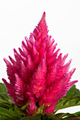 Celosia argentea var. plumosa, pink