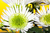 Chrysanthemum 'Splash Maadow'