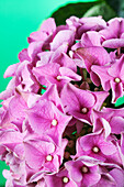 Hydrangea macrophylla, pink