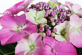 Hydrangea macrophylla, pink