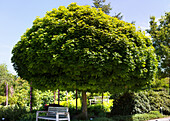 Acer platanoides 'Globosum