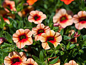 Calibrachoa 'Trio' Orange-Deep Yellow-Sunrise