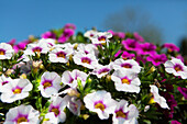 Calibrachoa Mixis 'Calista' Danziger