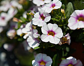 Calibrachoa Mixis 'Calista' Danziger