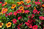 Calibrachoa MultiColors 'Maui' FloriPro Services