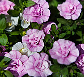 Petunia Trixi® 'Petticoat' Pink