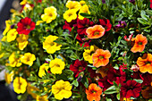 Calibrachoa Trixi 'Sunset'