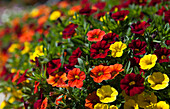 Calibrachoa