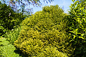 Cryptomeria japonica 'Globosa Nana'