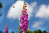 Digitalis purpurea