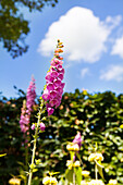 Digitalis purpurea