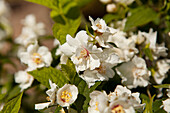 Philadelphus virginalis 'Natchez'