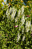 Salvia nemorosa 'Adrian'