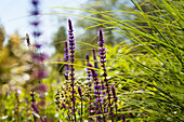 Salvia nemorosa 'Caradonna'