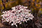 Sambucus nigra 'Black Lace'