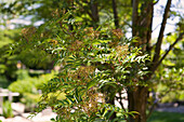 Sorbus serotina