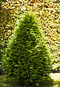 Taxus baccata Kegel