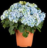 Hydrangea macrophylla