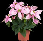 Euphorbia pulcherrima, pink