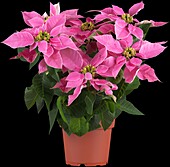 Euphorbia pulcherrima, pink