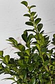 Buxus sempervirens arborescens