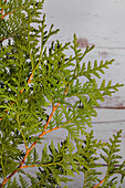 Thuja occidentalis Brabant