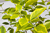 Ligustrum ovalifolium 'Aureum'