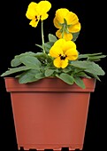 Viola cornuta, yellow