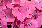 Hydrangea macrophylla