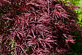 Acer palmatum 'Red Dragon'