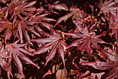 Acer palmatum Trompenburg
