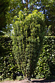 Cephalotaxus harringtonia 'Fastigiata