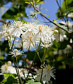 Clematis 'Summer Snow