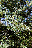 Hippophae rhamnoides 'Pollmix'